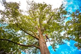 Best Emergency Tree Removal  in Covington, GA