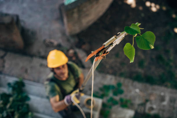 How Our Tree Care Process Works  in  Covington, GA