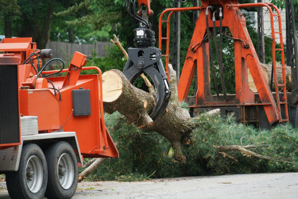 Best Arborist Consultation Services  in Covington, GA